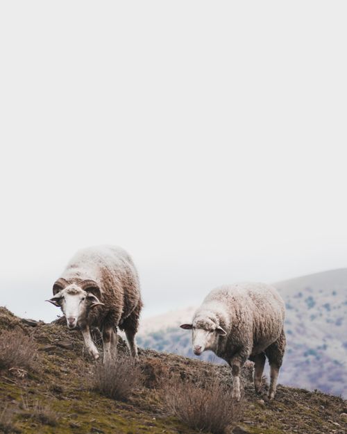 Free Two sheep graze calmly on a hillside with a clear sky backdrop. Stock Photo