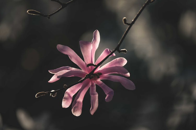 
A Close-Up Shot Of A Star Magnolia Flower