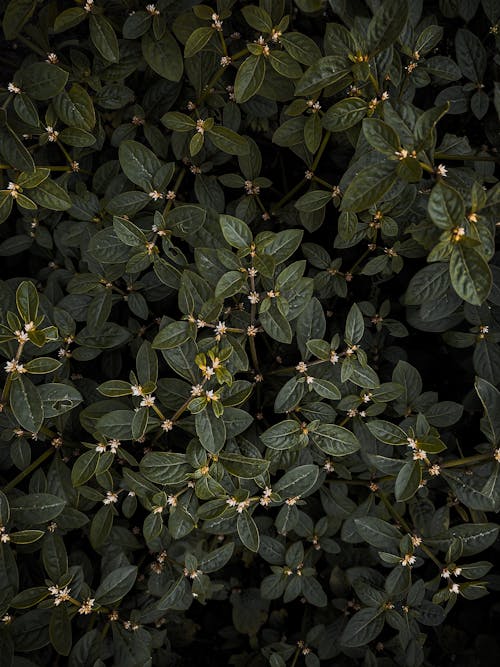 나뭇잎, 성장, 수직 쐈어의 무료 스톡 사진