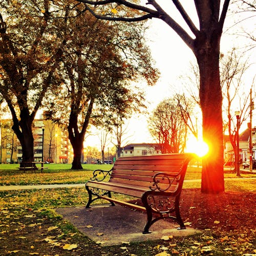 免费 在日落时绿叶树下的棕色木制公园长椅 素材图片