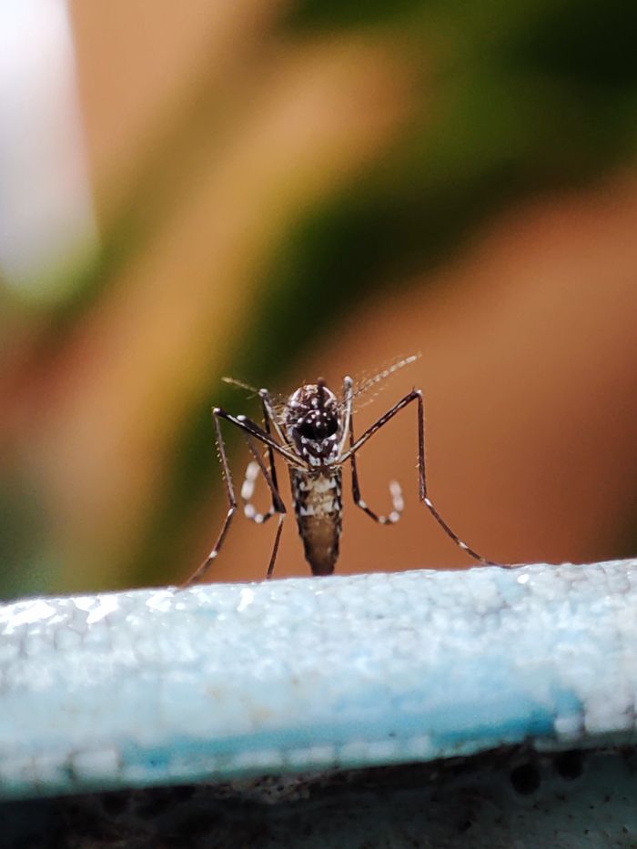 Macro photograph of a mosquito
