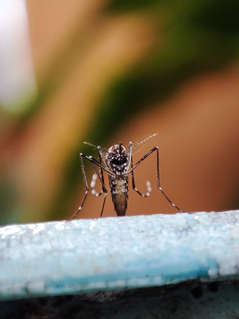 Best Insect Foggers and Bug Bombs 2026: Reviews, Safety, and When to Use