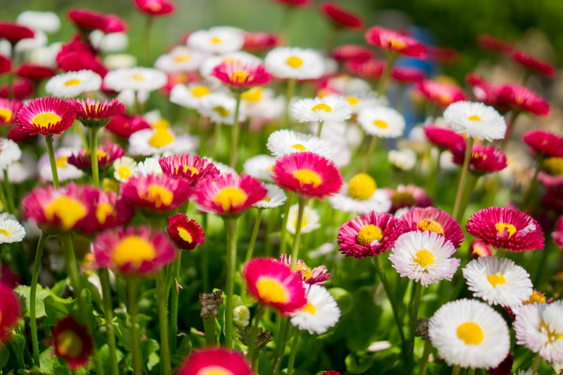 Free A free stock photo of a lawn with colorful flowers. Stock Photo
