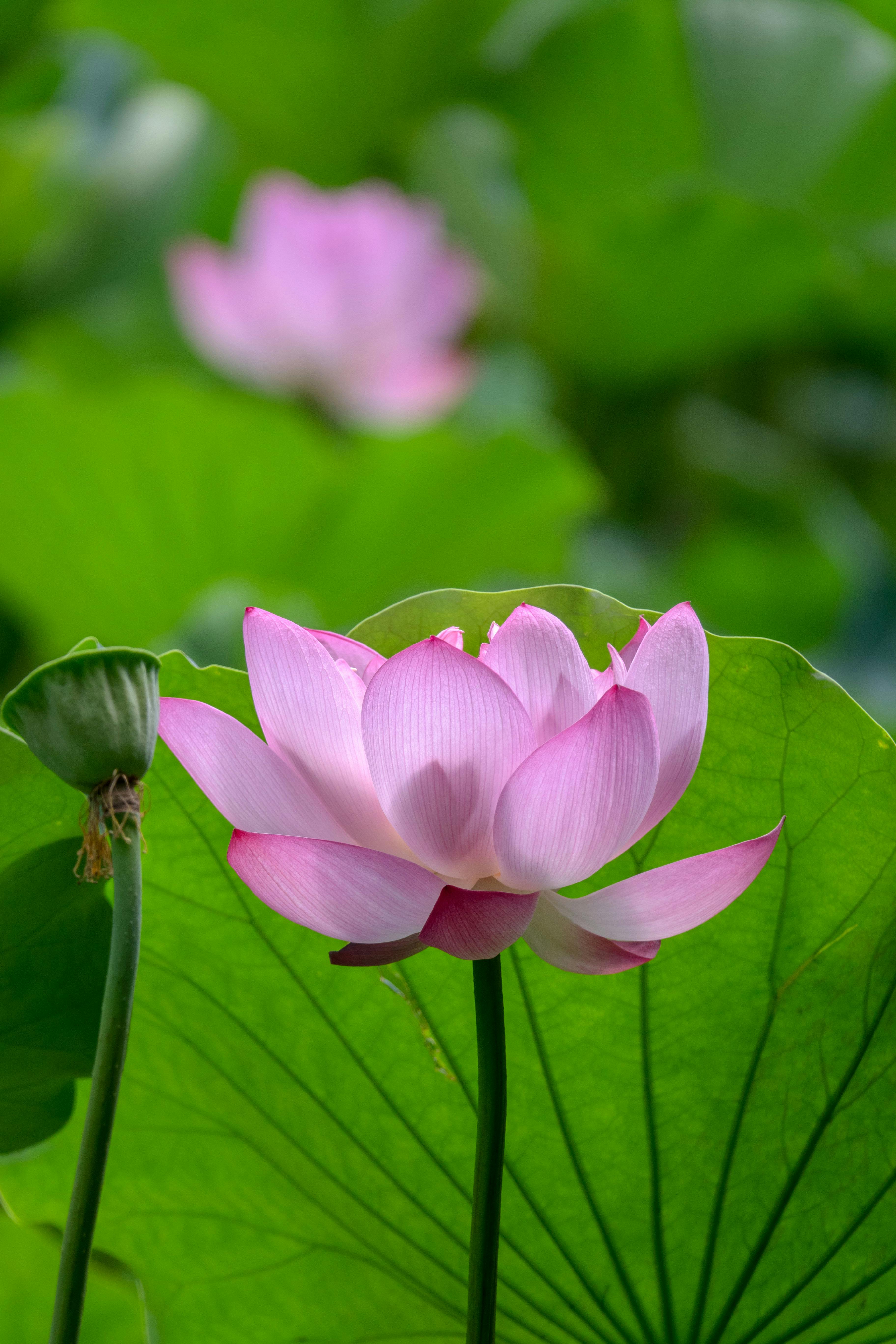 White Lily Flowers On A Gravestone · Free Stock Photo