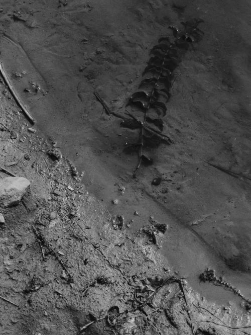 Free Artistic black and white photograph showcasing a plant partially submerged in muddy terrain, creating a mysterious mood. Stock Photo