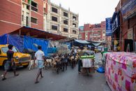 People and Goats Walking on Street