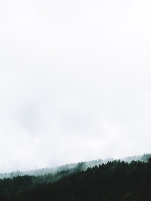 Green Trees under the White Sky