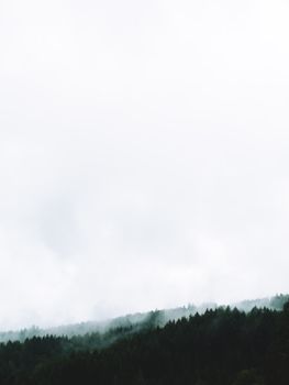 Peaceful view of forest trees covered in mist under a white sky. Perfect for nature lovers.