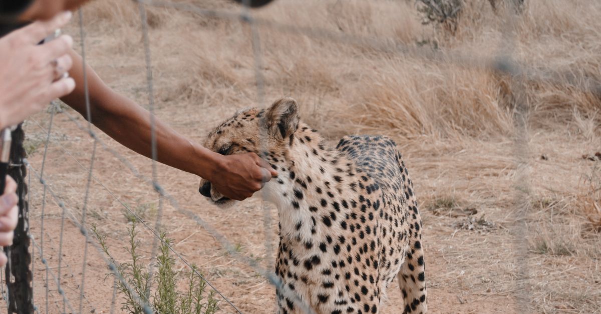A Beginner's Guide to Ethical Animal Encounters While Traveling