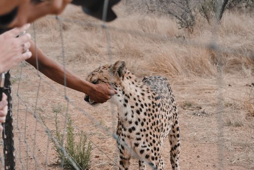 A cheetah in Namibia being petted through a fence in a wildlife reserve.