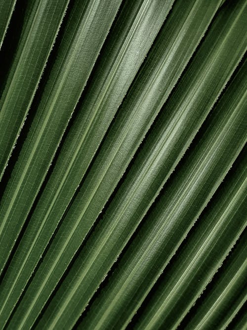 Free 
A Close-Up Shot of Green Leaves of a Palm Plant Stock Photo