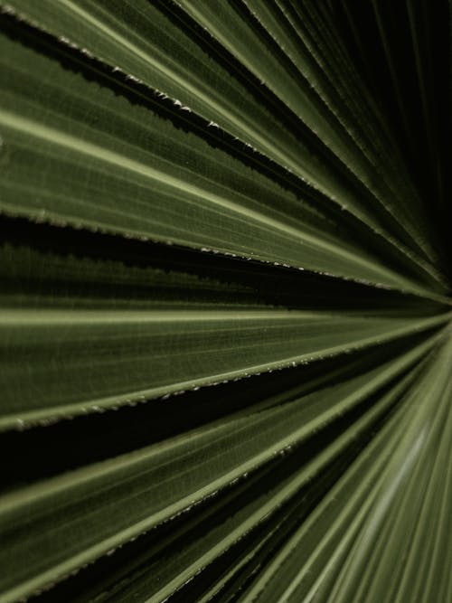 Close-Up Shot of Green Leaves