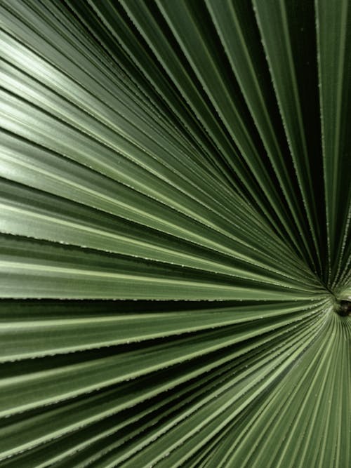 Close-Up Shot of Green Leaves