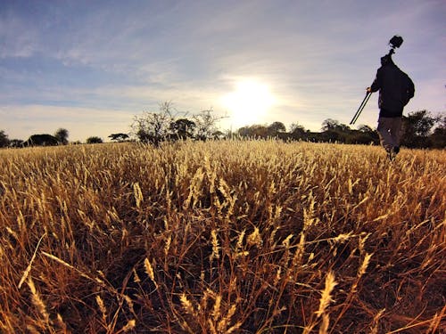 Pria Berkemeja Hitam Lengan Panjang Memegang Tripod Kamera Berjalan Di Ladang Gandum Di Siang Hari