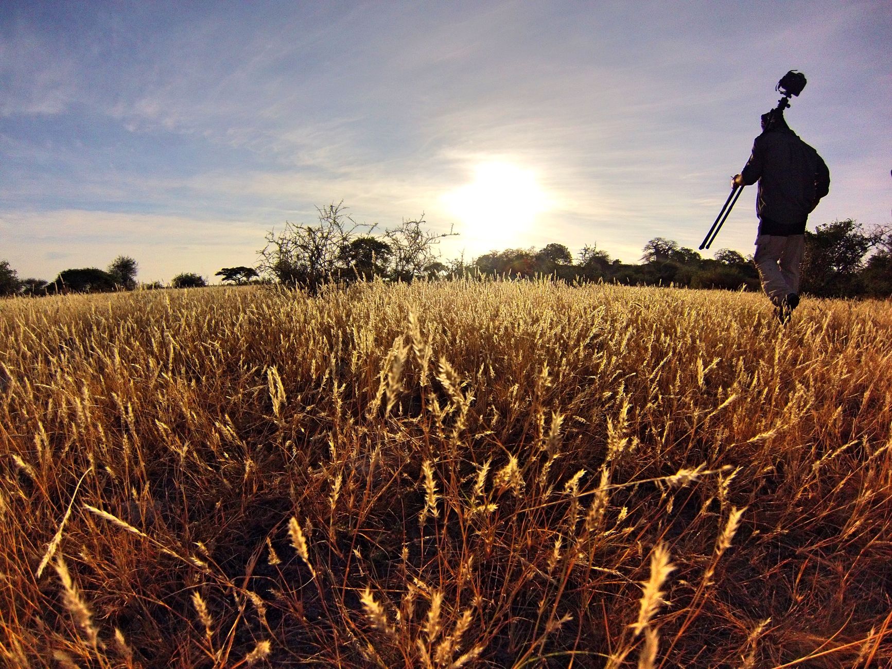 A photographer with tripod walking through a golden field under a bright sky, capturing the essence of nature.