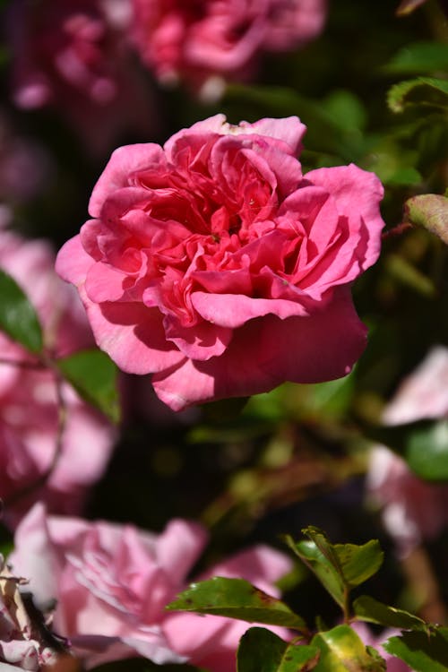 Ingyenes stockfotó függőleges lövés, növényvilág, rózsaszín virág témában