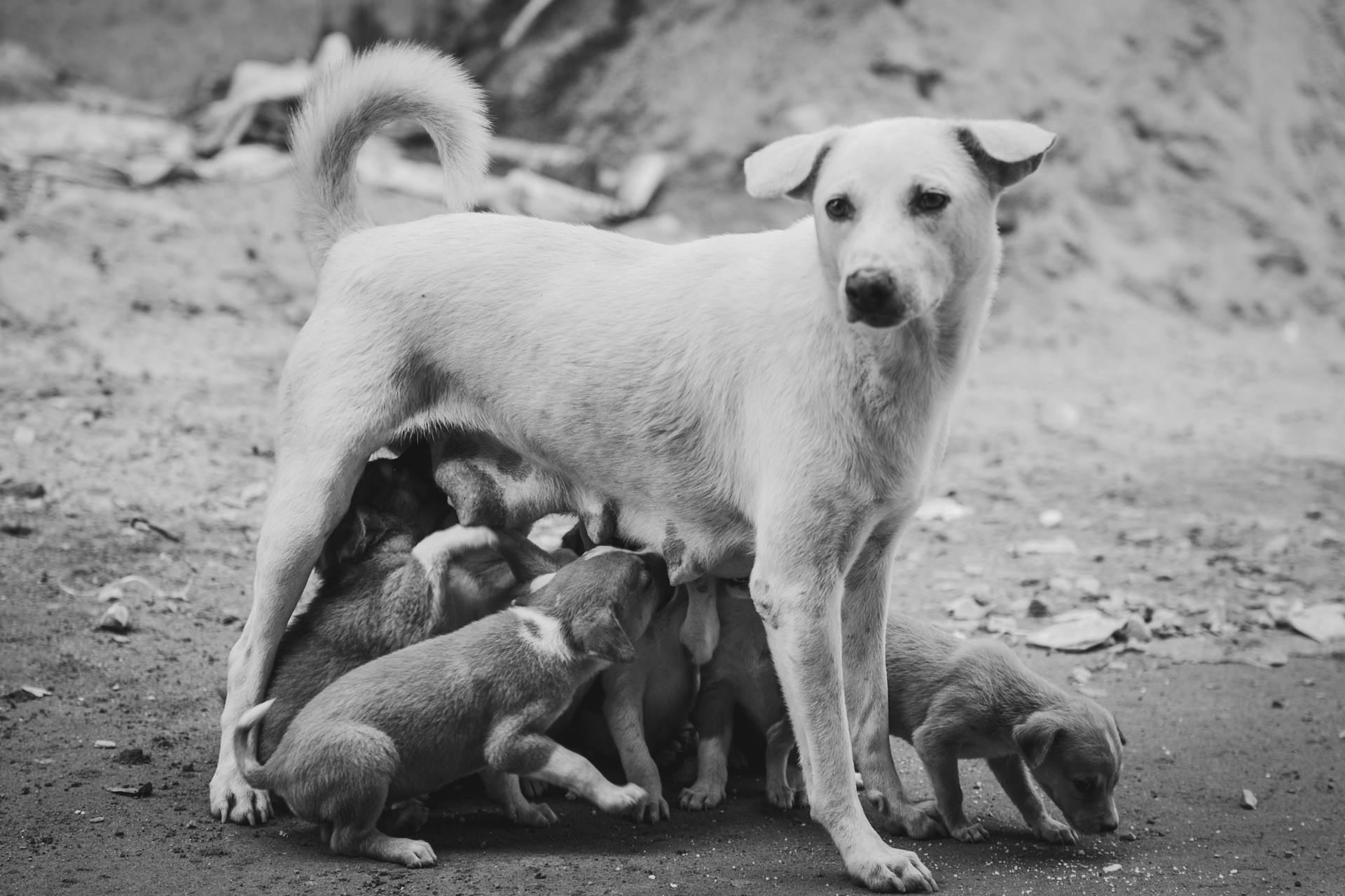 Grayscale Photo of a Dog with the Puppies