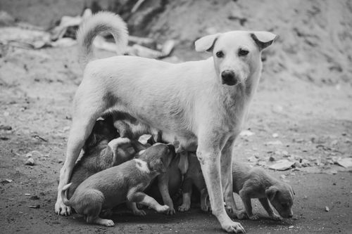 Free Black and white photograph of a mother dog nursing her litter of puppies outdoors. Stock Photo