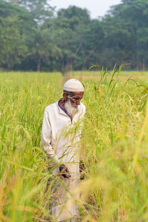 An Elderly Man Standing in the Rice Field