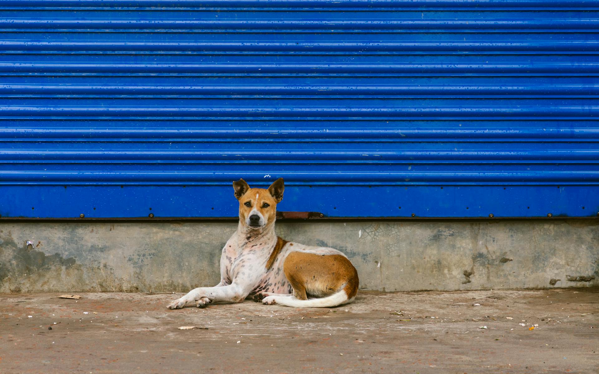 Brown and White Short Coated Dog Lying on the Floor Near Blue Roller Shutter