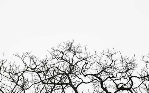 Fotos de stock gratuitas de árbol desnudo, caer, escala de grises