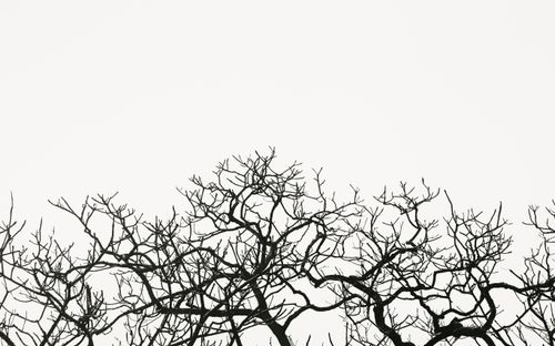 Free Black and white silhouette of bare tree branches against a plain background. Stock Photo
