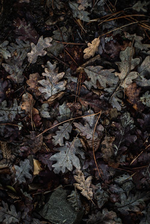 
Fallen Leaves on the Ground