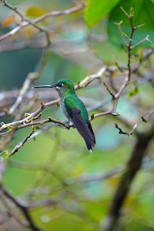 Green and Black Bird on Brown Tree Branch