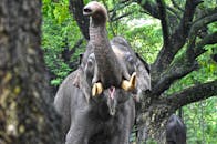 在充满活力的绿色森林中，亚洲象与象牙展示了野生动物的美丽