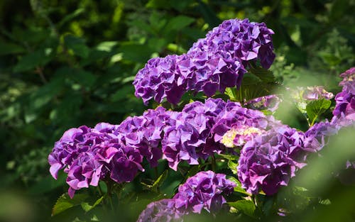 Free stock photo of hydrangea, purple, purple flowers