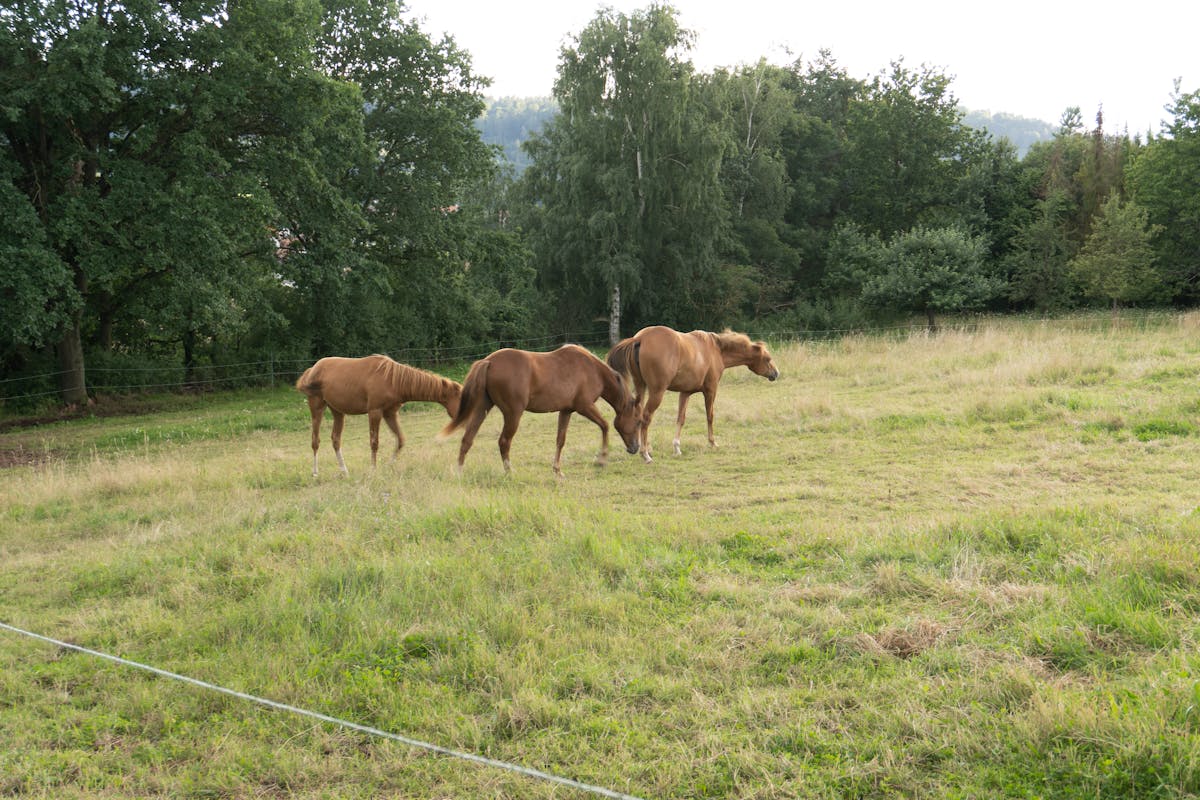 Variety of cottage cheese snack bowls with fruit, nuts and seeds