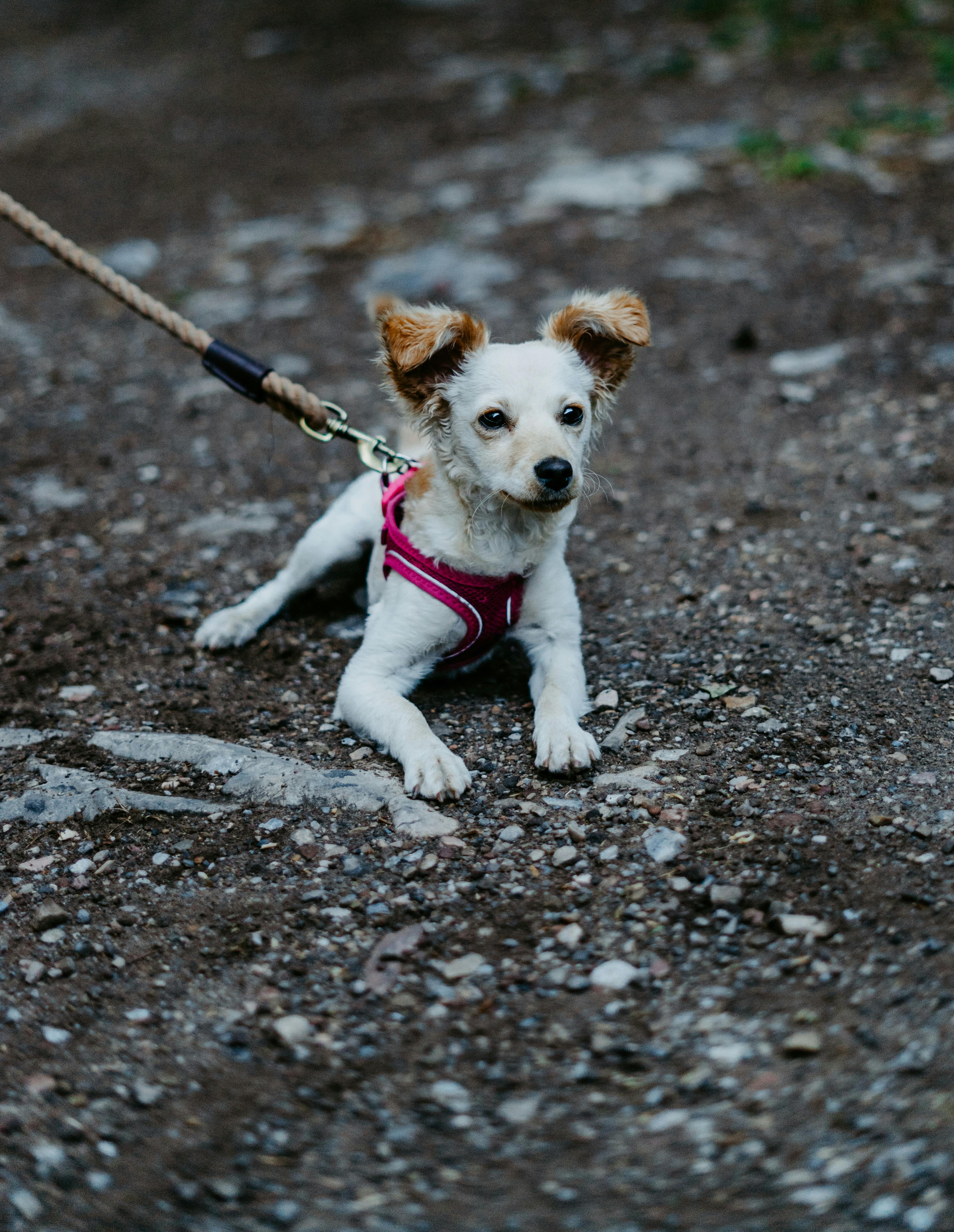 A cute terrier dog wearing a harness, lying on a rocky path outdoors, showing curiosity.