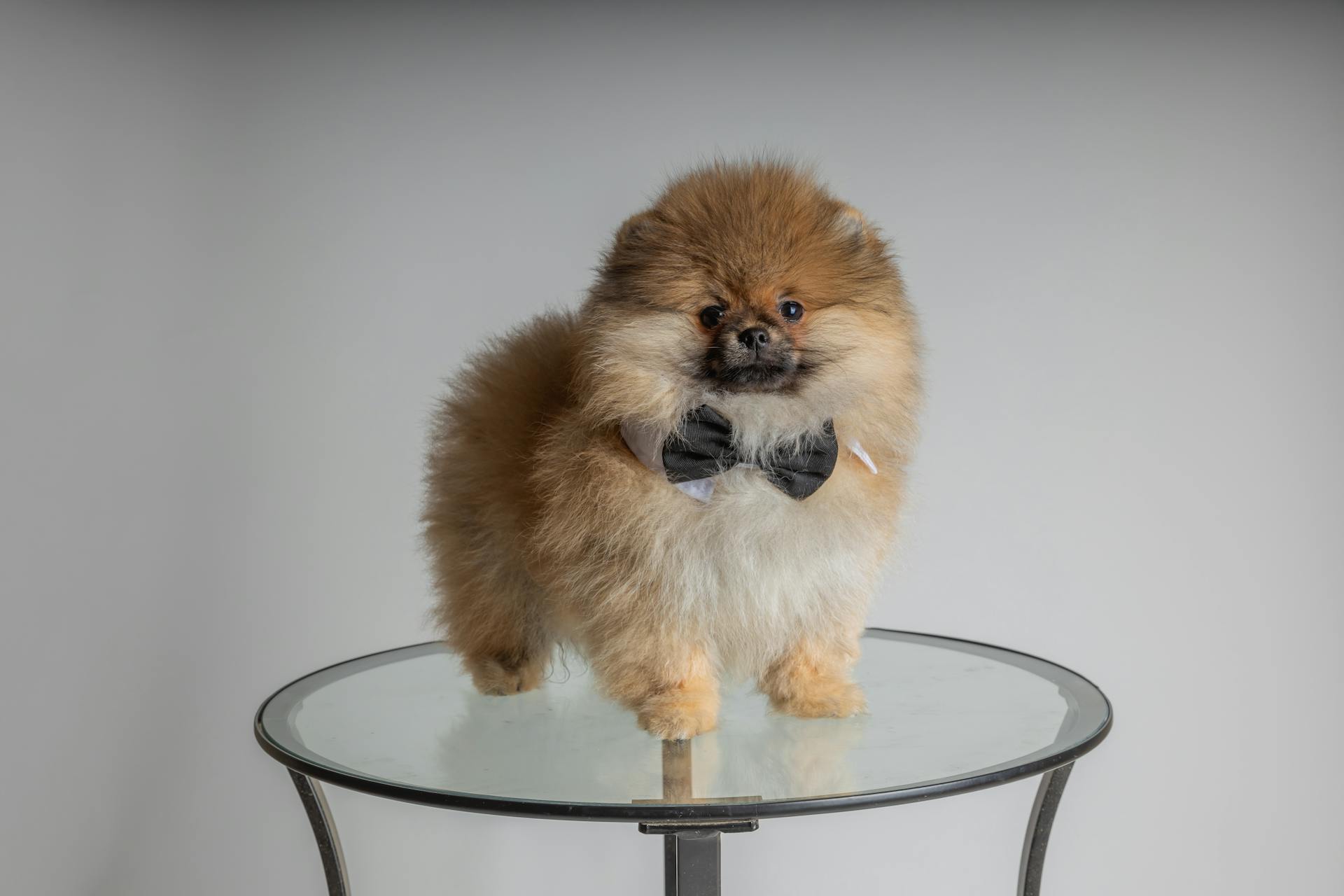 Un chien poméranien brun sur une table ronde en verre