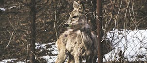 白雪皑皑的冬季环境中，一只鹿站在铁丝网围栏后面，展示着野生动物的姿态