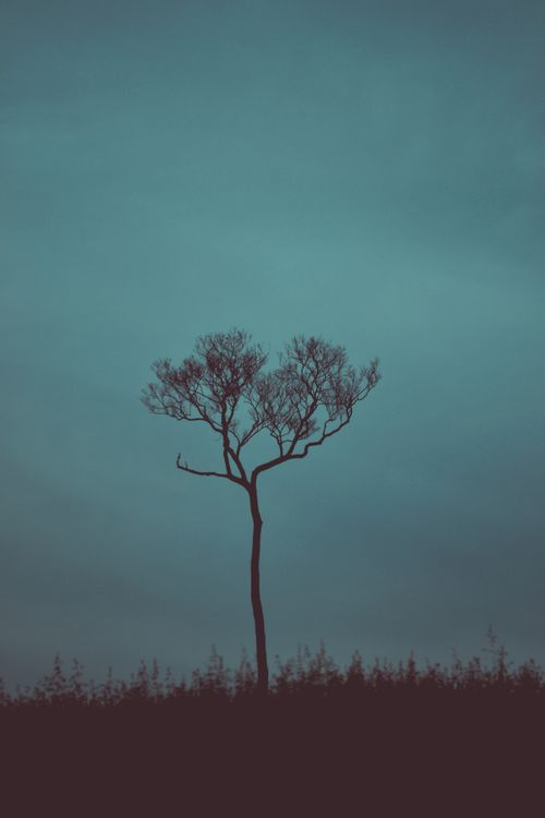 Free Silhouette of a single tree against a moody, gloomy sky, creating an atmospheric and contemplative scene. Stock Photo