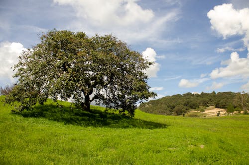 Gratuit Imagine de stoc gratuită din arbore, câmp, cer albastru Fotografie de stoc