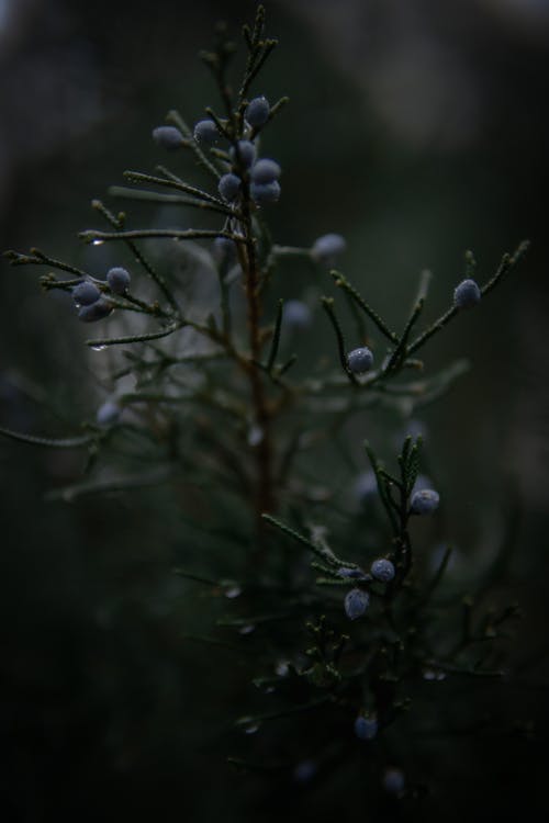 Blue Round Fruits in Tilt Shift Lens