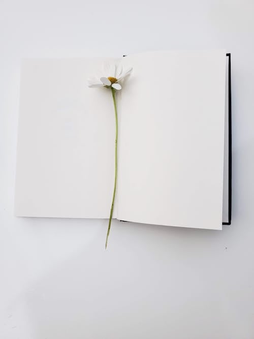 Imagine de stoc gratuită din caiet, floare albă, fotografiere verticală