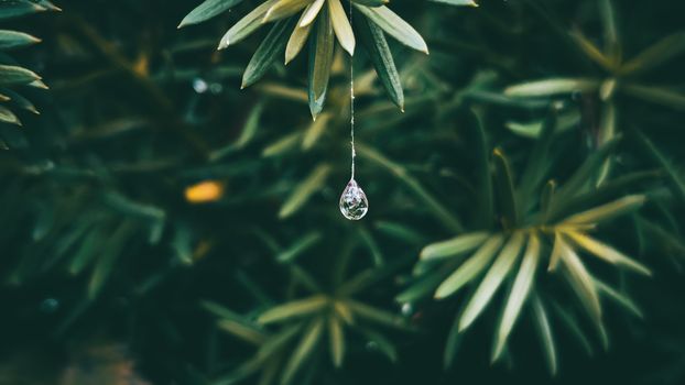 A beautiful macro shot of a dew drop hanging delicately from a leaf, set against lush green foliage.