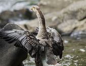 Brown Duck on Water