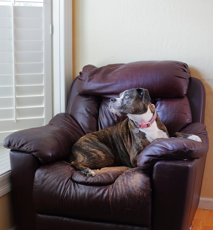 Brown And White Short Coated Dog On Brown Leather Couch