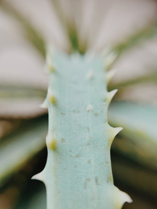 Free stock photo of cactus plant, desert plants, go green Stock Photo