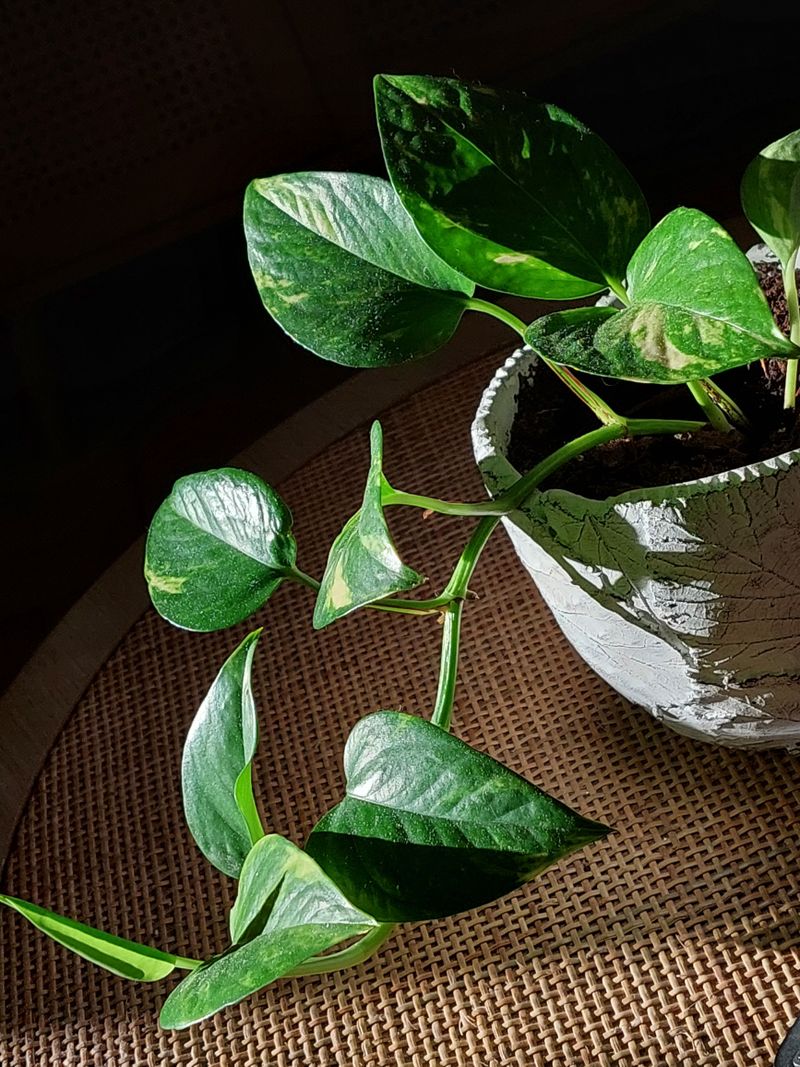 Jiboia em vaso de cerâmica com luz natural, planta resistente para banheiro