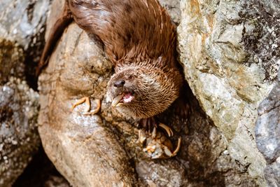 Sea Otter