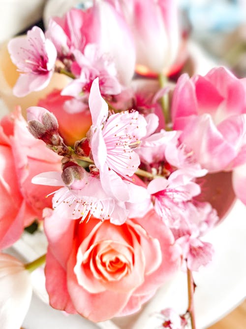 Kostenloses Stock Foto zu blumen, blütenblätter, elegant