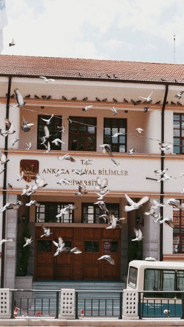Pigeons soar in front of Ankara Social Sciences University building facade.