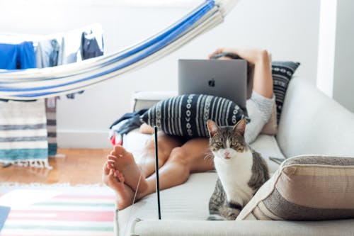 Free Person Lying on Sofa With Cat Stock Photo