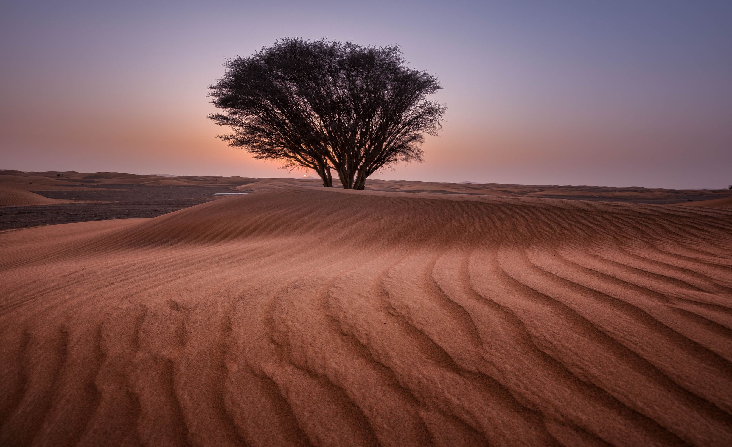 Green Tree in the Middle of Desert · Free Stock Photo