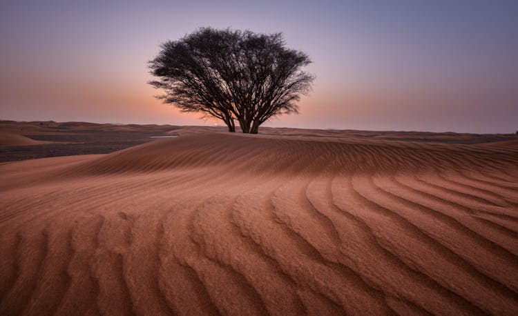 Green Tree In The Middle Of Desert