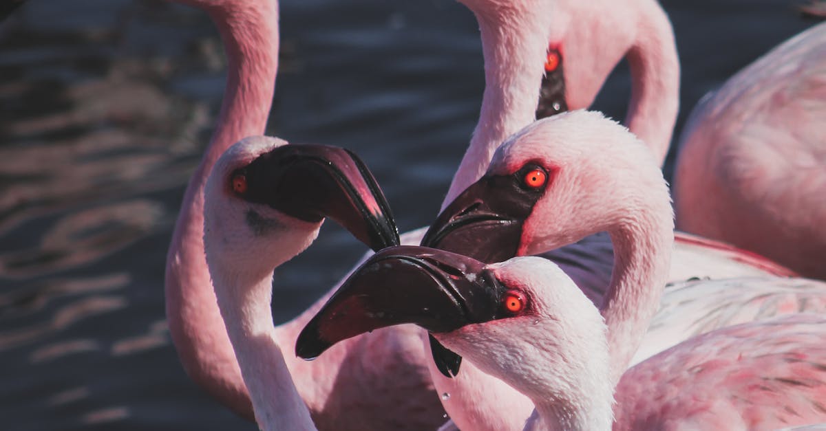 Exploring the Great Migration of Africa's Animals